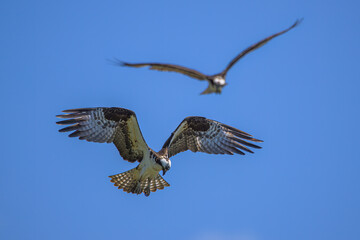 A Pair of Ospreys Soaring Overhead