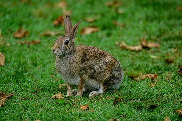 A Rabbit sitting in the Grass