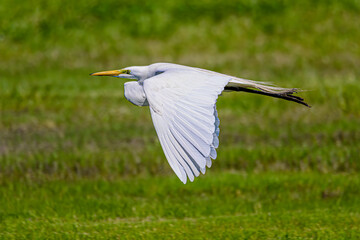 A Snowy Egret in Flight