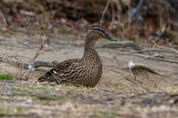 Female Mallard Duck Sitting in the Grass