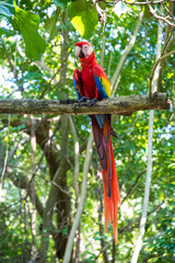 red, blue and yellow macaw
