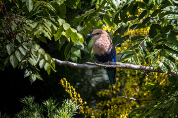 Blue-bellied Roller perched on a tree branch