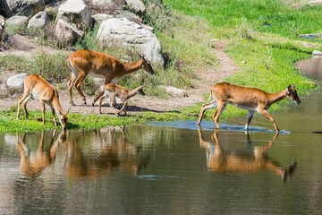 Deer Family crossing the river
