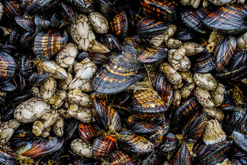 Large rock made out of shells and other marine life attached. A coquina. 