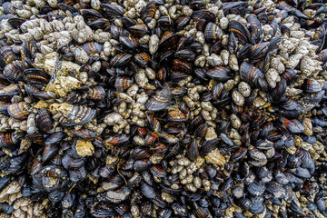 Large rock made out of shells and other marine life attached. A coquina. 