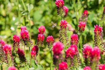 Agricultural crop red Clover incarnate - Trifolium incarnatum in the field.