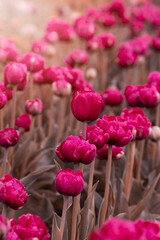Naklejka premium Kwiaty wiosenne, polana tulipanów. Różowe tulipany