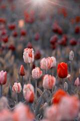 Kolorowe kwiaty. Tulipany wiosenne, polana tulipanów - obrazy, fototapety, plakaty