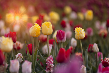 Kolorowe kwiaty. Tulipany wiosenne, polana tulipanów - obrazy, fototapety, plakaty