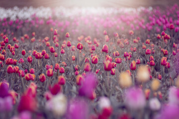 Fototapeta Kolorowe kwiaty. Tulipany wiosenne, polana tulipanów obraz