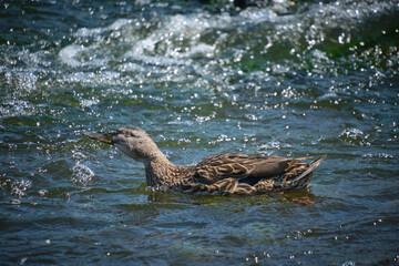 Duck swimming in stormy river on sunny day.