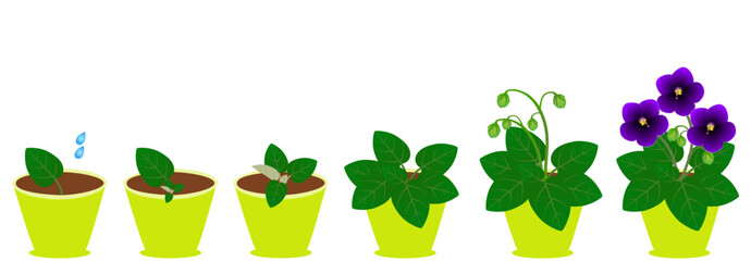 Growth cycle of saintpaulia violets in a pot on a white background.