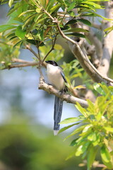 Azure-winged Magpie (Cyanopica cyanus) in Japan