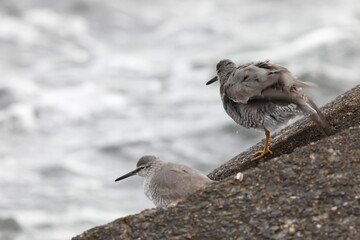 Wandering Tattler (Tringa incanus) in Japan