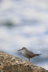 Wandering Tattler (Tringa incanus) in Japan