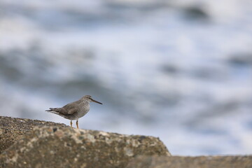 Wandering Tattler (Tringa incanus) in Japan