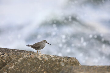 Wandering Tattler (Tringa incanus) in Japan