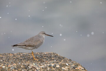 Wandering Tattler (Tringa incanus) in Japan