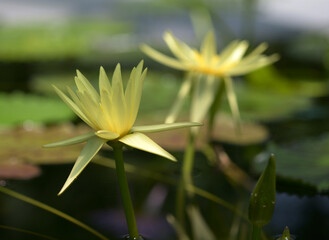 黄色いスイレン