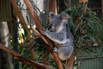 Koala, Sydney, Australia
