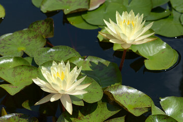 テキサスドウン　スイレンの花