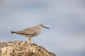 Wandering Tattler (Tringa incanus) in Japan