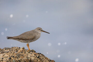 Wandering Tattler (Tringa incanus) in Japan