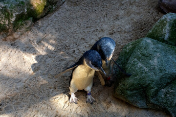 Naklejka na ściany i meble Little Blue Penguin, Sydney, Australia