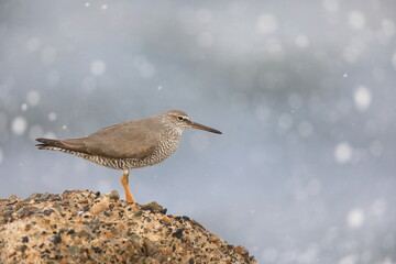Wandering Tattler (Tringa incanus) in Japan