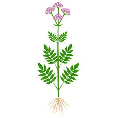 Medical valerian plant with roots on a white background.