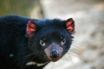 Tasmanian Devil, Sydney, Australia