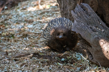 Short Beaked Echidna, Sydney, Australia