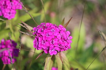 Sweden. Dianthus barbatus, the sweet William, is a species of flowering plant in the family Caryophyllaceae, native to southern Europe and parts of Asia. 