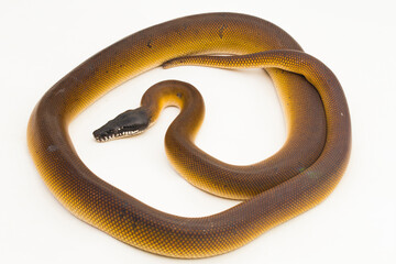 Gold Albertisi, white lipped python snake (Leiopython albertisi) isolated on white background