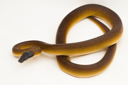 Gold Albertisi, white lipped python snake (Leiopython albertisi) isolated on white background