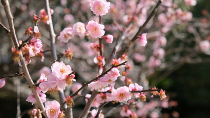 宮崎県宮崎市市民の森の梅の花