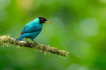 Green Honeycreeper 