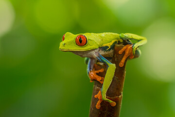 Red-Eyed Tree Frog or Monkey Frog 