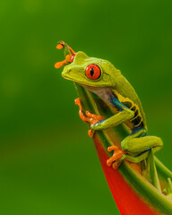 Red-Eyed Tree Frog or Monkey Frog 