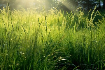 texture of grassy glade in morning light