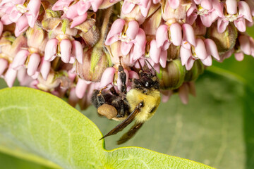 Brown belted bumble bee pollinating milkweed flower macro close-up pollinator pollen 