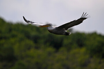 Dalmatian Pelican // Krauskopfpelikan (Pelecanus crispus) - Lake Kerkini, Greece