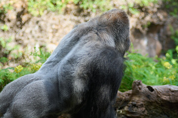 Close-up of a silverback gorilla next to a fallen log.