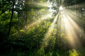 Beautiful sunny morning in green forest