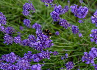A bee pollinates a lavender flower in summer.