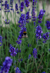 Obraz premium A bee pollinates a lavender flower in summer.