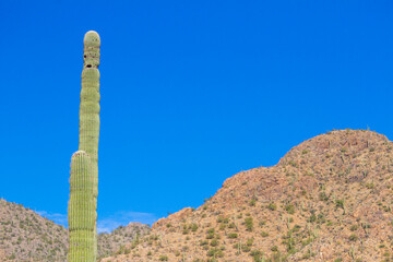 cactus in the desert