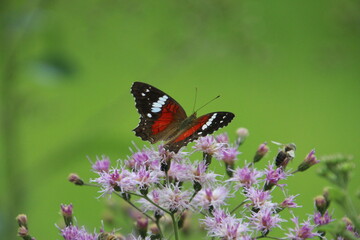 inseto borboleta