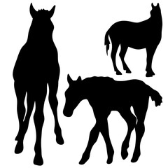 Vector black and white silhouette ready to print: horse set