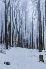 Beautiful winter mountain landscape of high trees full of snow hidden in thick fog